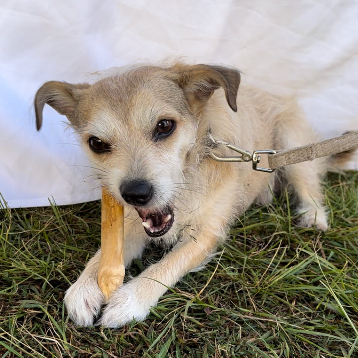Conscious Pet. Coffee Wood Toy